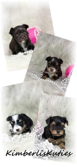 YORKIE POO (Yorkshire Terrier/Toy Poodle) Female, Little Mesa