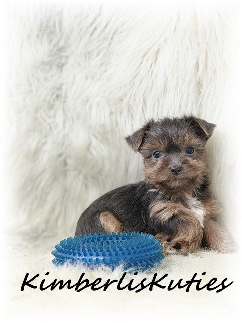 MORKIE (Maltese/ Yorkshire Terrier) Male, Axel