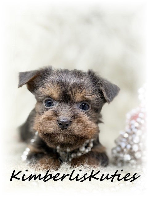 MORKIE (Maltese/ Yorkshire Terrier) Female, Ava