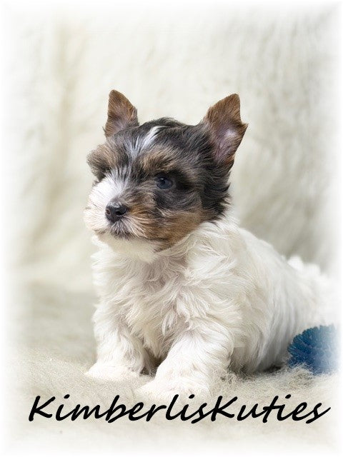 BLUE Parti Yorkshire Terrier ~ Male, Dagger