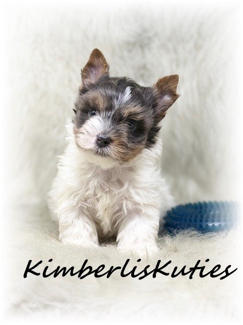 BLUE Parti Yorkshire Terrier ~ Male, Dagger