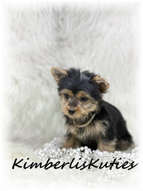 TRADITIONAL Yorkshire Terrier ~ Female, Khloe