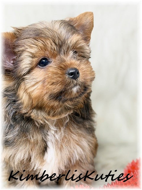 SABLE/GOLDEN Yorkshire Terrier ~ Male, Koda