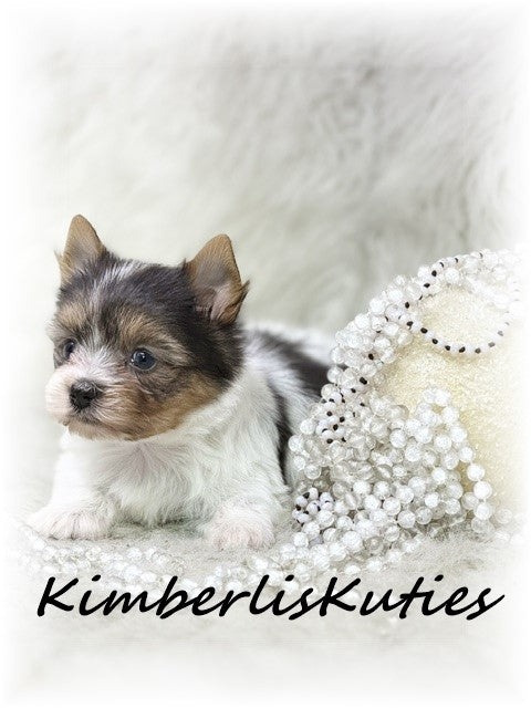 Yorkshire Terrier with a touch of Papillon / Female, Hayley