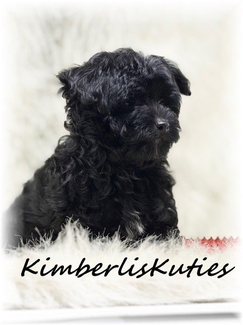 MORKIE (Maltese/ Yorkshire Terrier) Male, Harvey