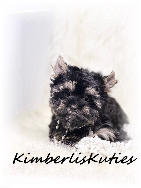 TRADITIONAL non-fading Yorkshire Terrier ~ Female, Riley