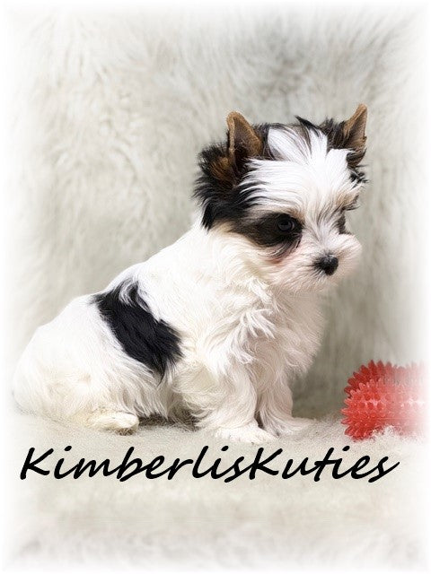 PARTI Yorkshire Terrier ~ Male, Buster