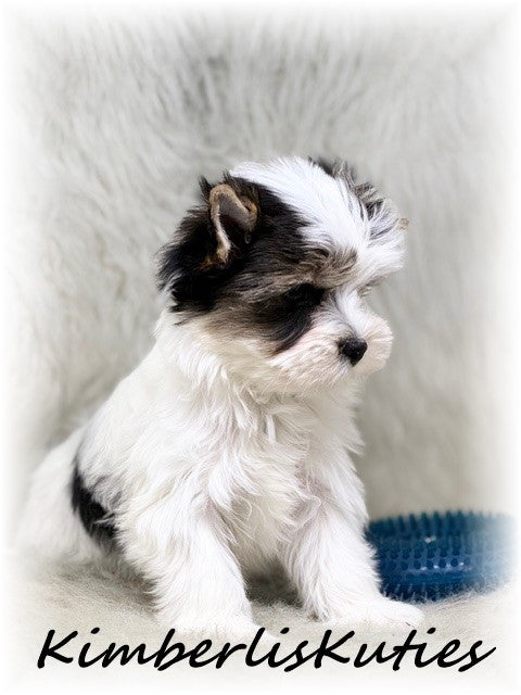 PARTI Yorkshire Terrier ~ Male, Beau