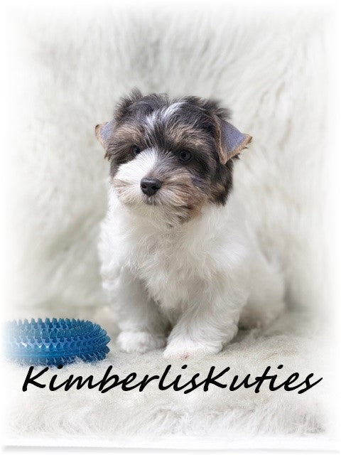 BLUE Parti Yorkshire Terrier ~ Male, Dagger