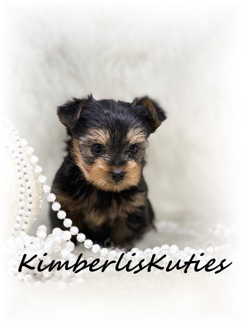 TRADITIONAL Yorkshire Terrier ~ Female, Blakely