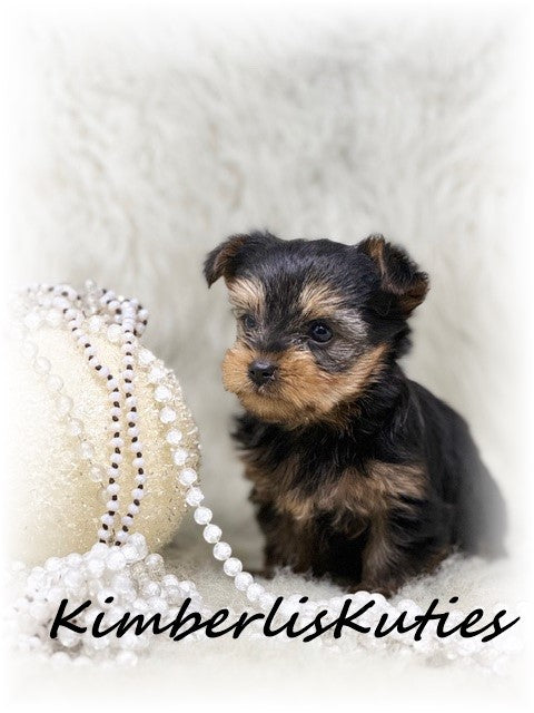 TRADITIONAL Yorkshire Terrier ~ Female, Blakely