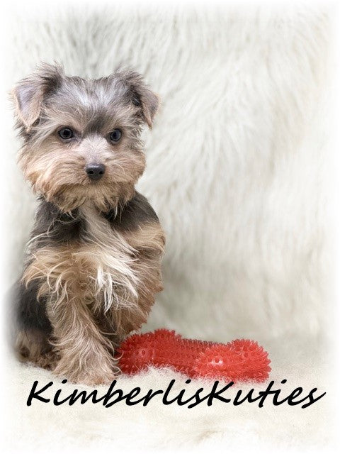 MORKIE (Maltese/ Yorkshire Terrier) Male, Axel