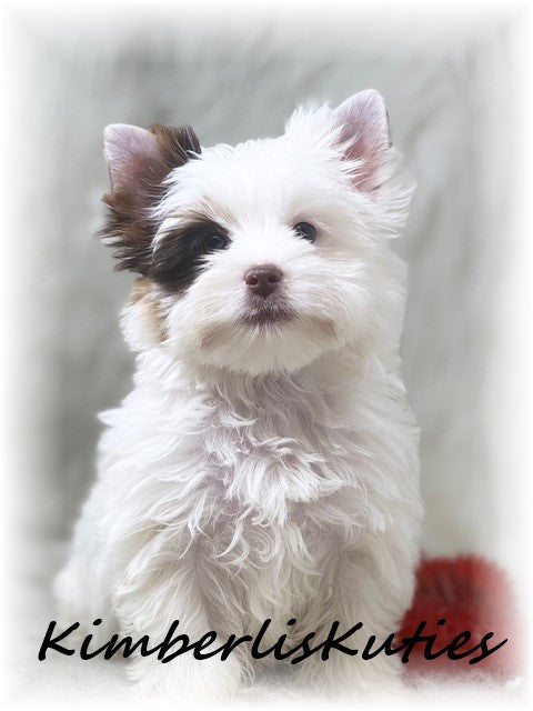 CHOCOLATE Parti Yorkshire Terrier ~ Male, Seth