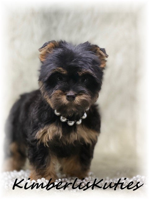 TRADITIONAL Yorkshire Terrier ~ Female, Gabby