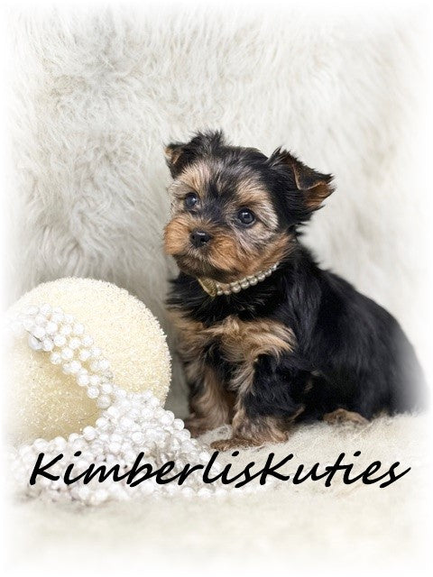 TRADITIONAL Yorkshire Terrier ~ Female, Kylie