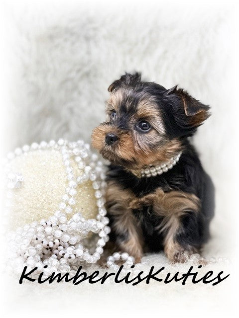 TRADITIONAL Yorkshire Terrier ~ Female, Kylie
