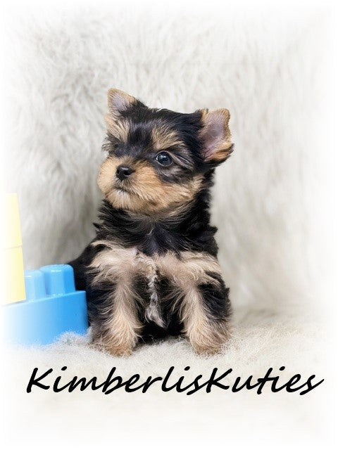 TRADITIONAL Yorkshire Terrier ~ Male, Koda