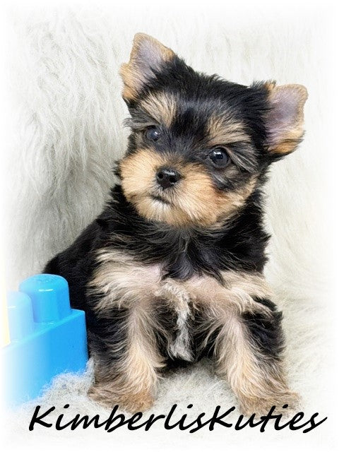 TRADITIONAL Yorkshire Terrier ~ Male, Koda
