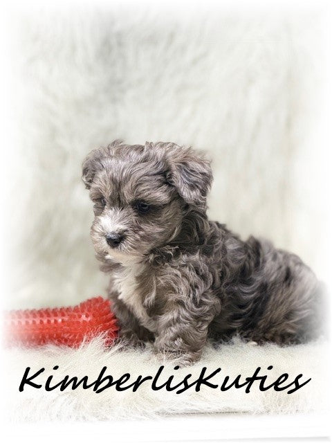 YORKIEPOO (Yorkshire Terrier/Toy Poodle) Male, Bodie