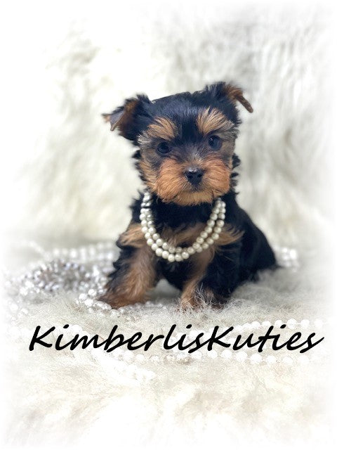 TRADITIONAL Yorkshire Terrier ~ Female, Haven