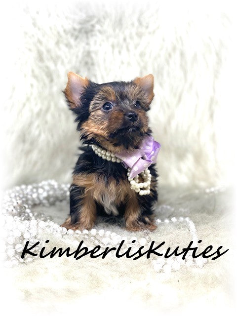 TRADITIONAL Yorkshire Terrier ~ Female, Hayes