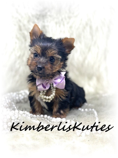 TRADITIONAL Yorkshire Terrier ~ Female, Hayes