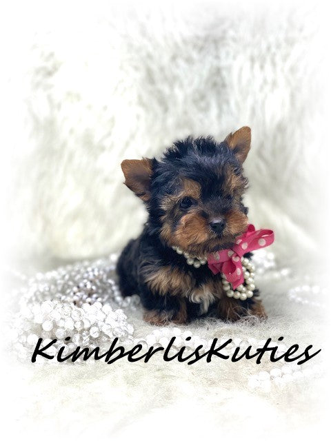 TRADITIONAL Yorkshire Terrier ~ Female, Hannah