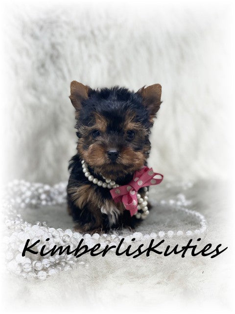 TRADITIONAL Yorkshire Terrier ~ Female, Hannah
