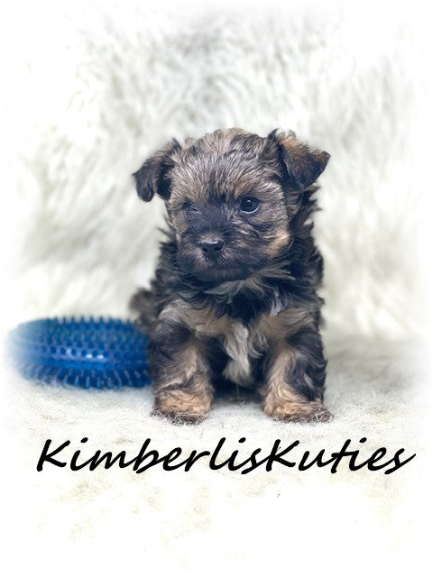 MORKIE (Maltese/ Yorkshire Terrier) Male, Phoenix