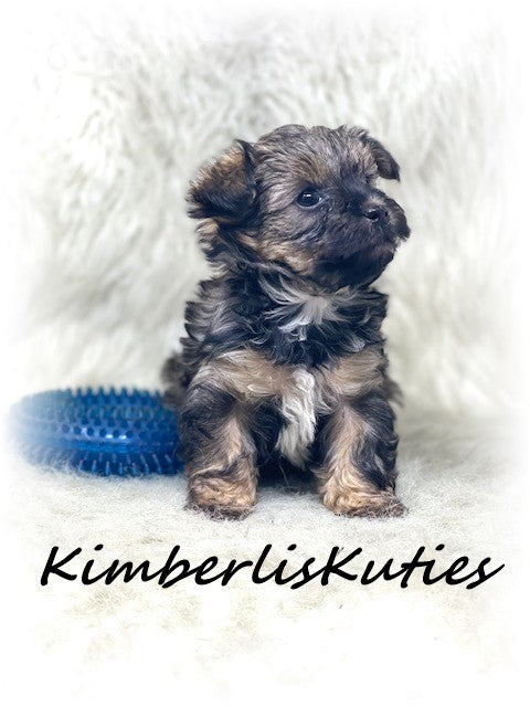 MORKIE (Maltese/ Yorkshire Terrier) Male, Phoenix
