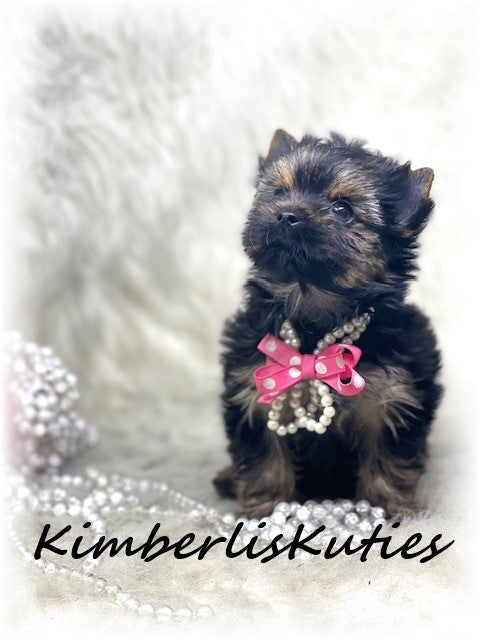 Traditional Yorkshire Terrier ~ Female, Pixie
