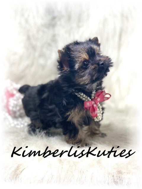 Traditional Yorkshire Terrier ~ Female, Pixie