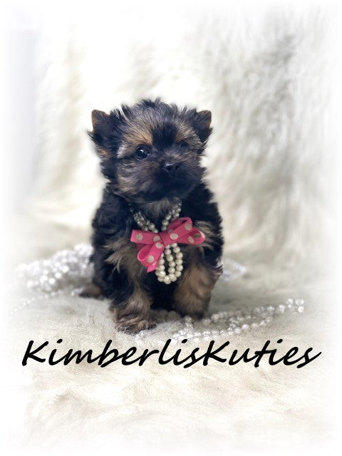 Traditional Yorkshire Terrier ~ Female, Pixie
