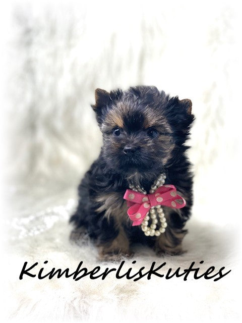 Traditional Yorkshire Terrier ~ Female, Pixie
