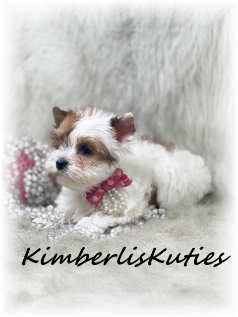 GOLDEN PARTI Yorkshire Terrier ~ Female, Piper