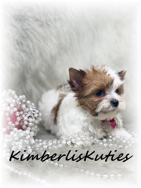 GOLDEN PARTI Yorkshire Terrier ~ Female, Piper