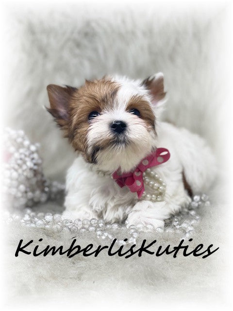 GOLDEN PARTI Yorkshire Terrier ~ Female, Piper