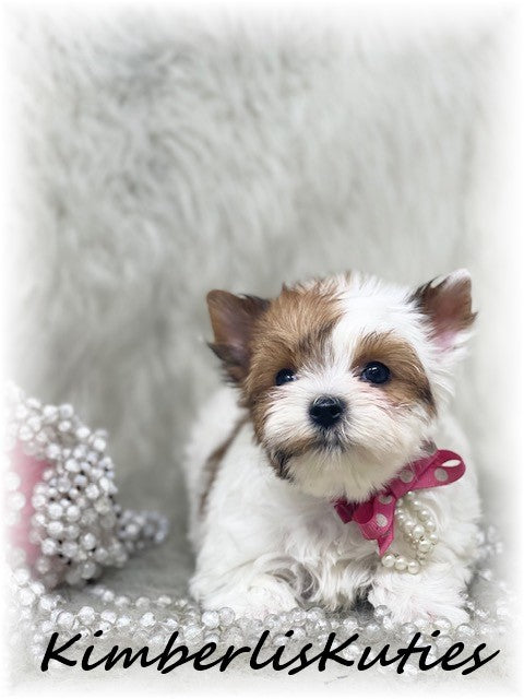GOLDEN PARTI Yorkshire Terrier ~ Female, Piper