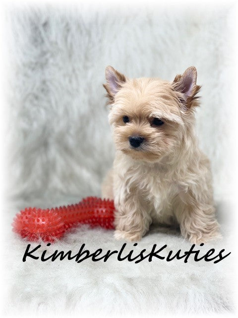 GOLDEN Yorkshire Terrier ~ Male, Brody