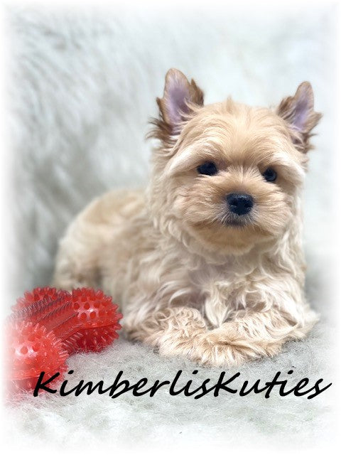 GOLDEN Yorkshire Terrier ~ Male, Brody