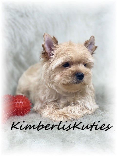 GOLDEN Yorkshire Terrier ~ Male, Brody