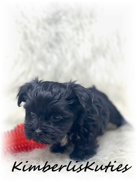 MORKIE (Maltese/ Yorkshire Terrier) Male, Harvey