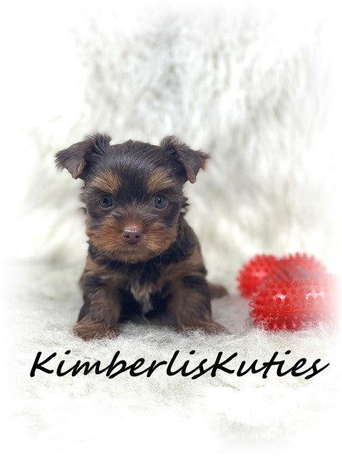 CHOCOLATE Yorkshire Terrier ~ Male, Scout