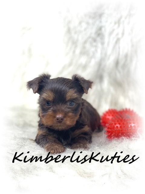 CHOCOLATE Yorkshire Terrier ~ Male, Scout