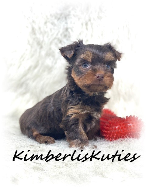 CHOCOLATE Yorkshire Terrier ~ Male, Scout