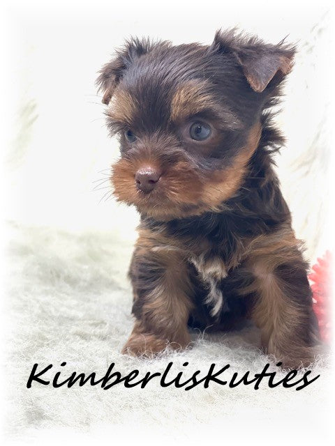 CHOCOLATE Yorkshire Terrier ~ Male, Scout