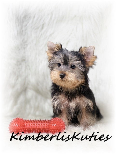 TRADITIONAL Yorkshire Terrier ~ Male, Knox