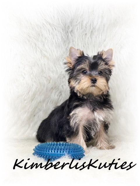 TRADITIONAL Yorkshire Terrier ~ Male, Koda