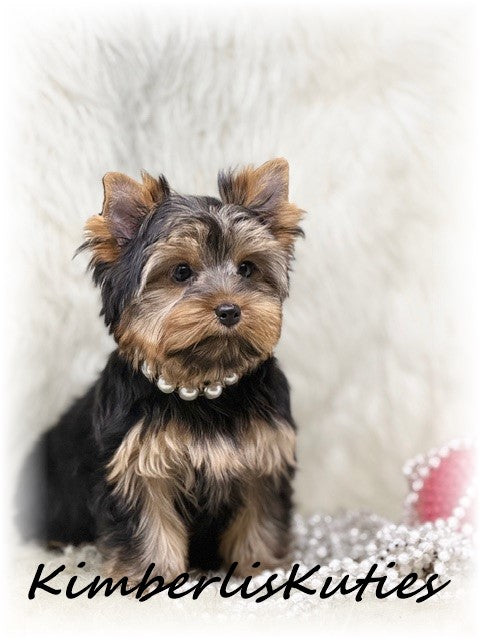 TRADITIONAL Yorkshire Terrier ~ Female, Kylie