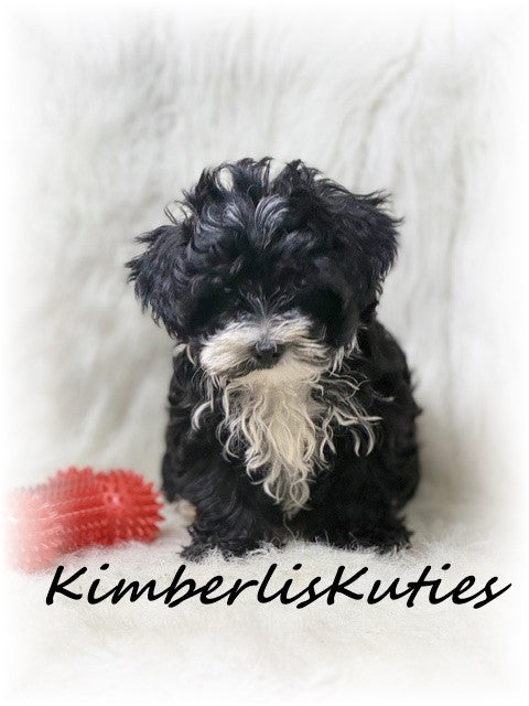 YORKIE POO (Yorkshire Terrier/Toy Poodle) Male, Mav